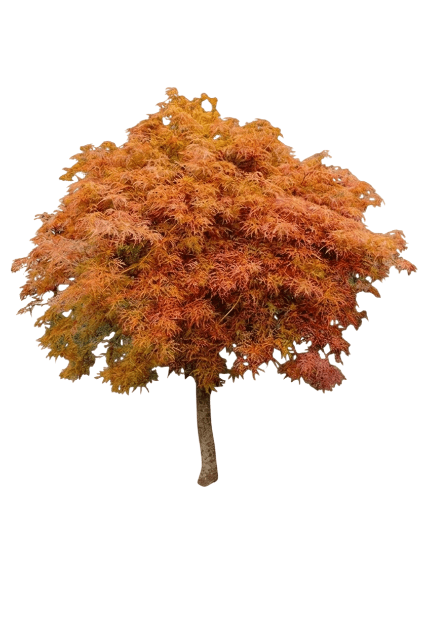 japanischer Fächerahorn (Acer Palmatum Var. Dissectum 'Baby Lace') - Pflanzen der Bodenschicht