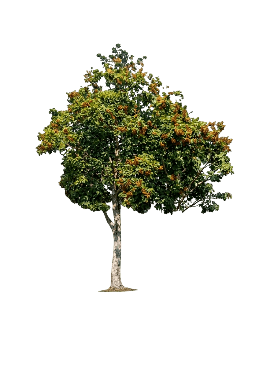 Foam Bark (Jagera Pseudorhus) - Evergreen Trees
