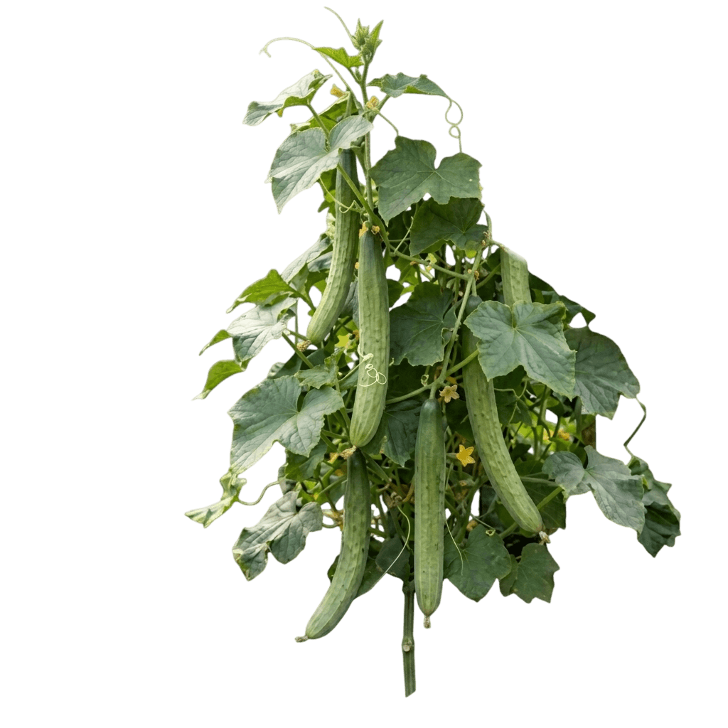 Armenian cucumber (Cucumis Melo) - Perennials
