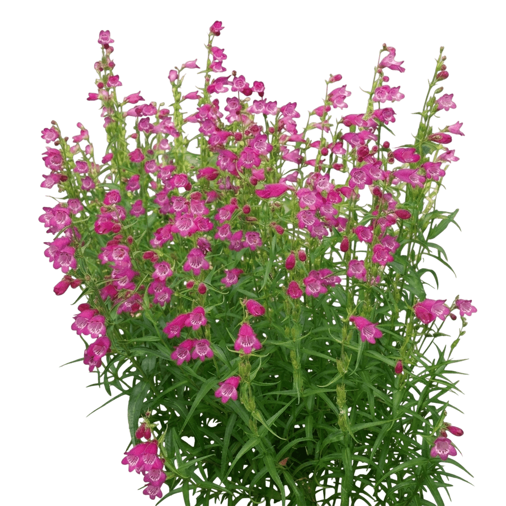 Beardtongue, Red Rocks (Penstemon Mexicali 'Red Rocks') - Perennials