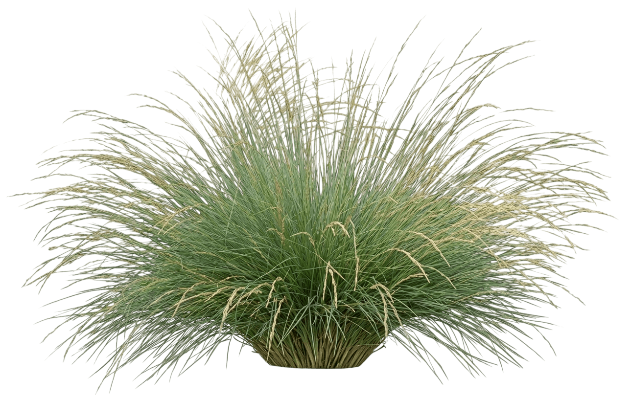 Atlas Fescue (Festuca Mairei) - Grasses