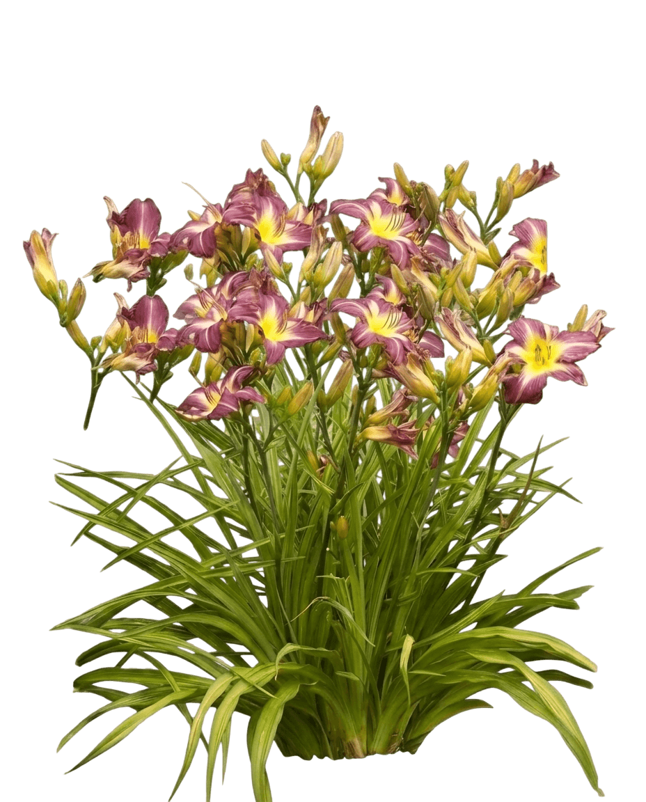 Rainbow Rhythm® Going Bananas Daylily (Hemerocallis Var. Hybrid 'Going Bananas') - Perennials