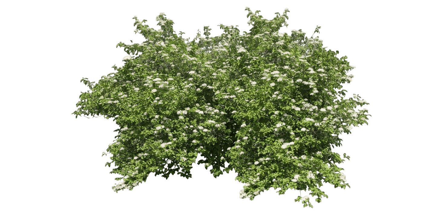 Summer Magic Blackhaw Viburnum (Viburnum Prunifolium Var. Prunifolium 'Summer Magic') - Shrubs