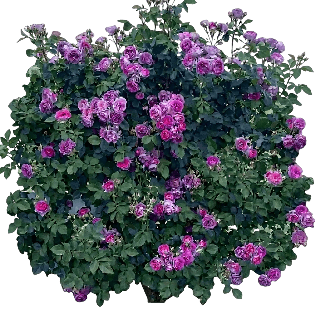 Cosmic Clouds shrub/climbing rose (Rosa 'Wekblufstow') - Ground-layer plants