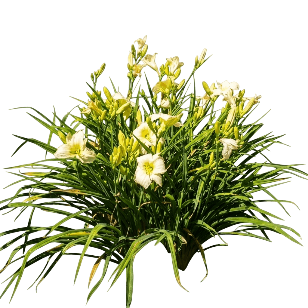 daylily (Hemerocallis 'Joan Senior') - Perennials