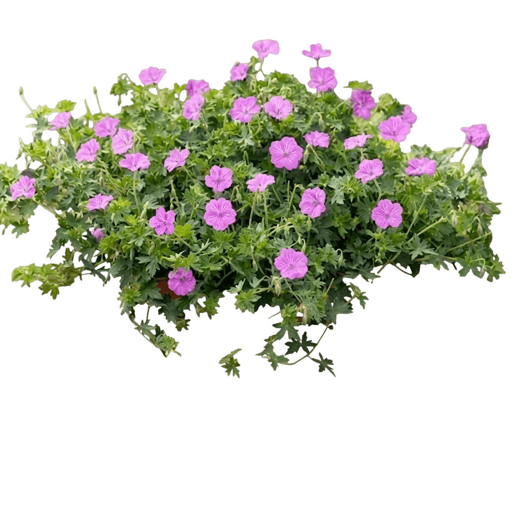 Blushing Turtle Hardy Geranium (Geranium 'Blushing Turtle') - Perennials