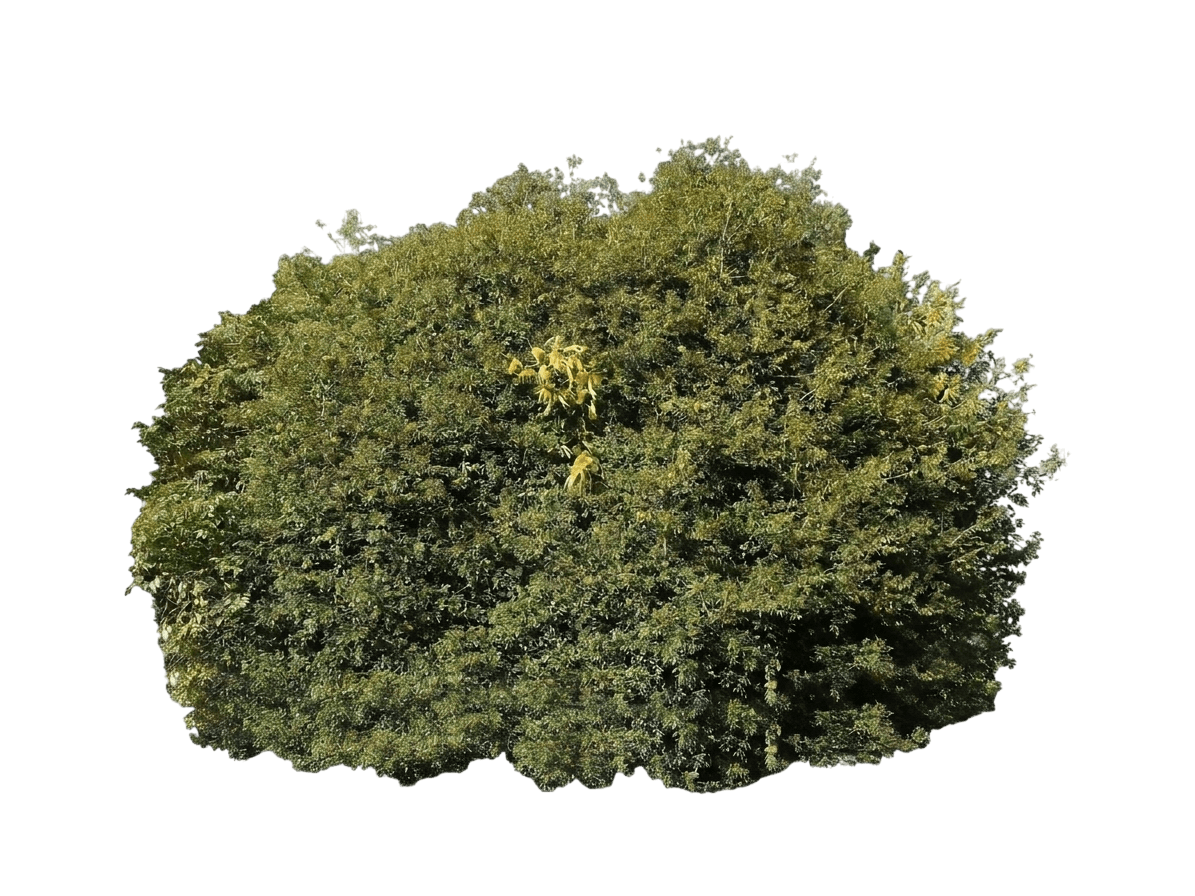 chinquapin (Chrysolepis Chrysophylla) - Evergreen trees