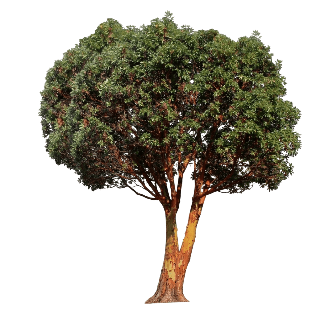 madrone (Arbutus Menziesii) - Evergreen trees