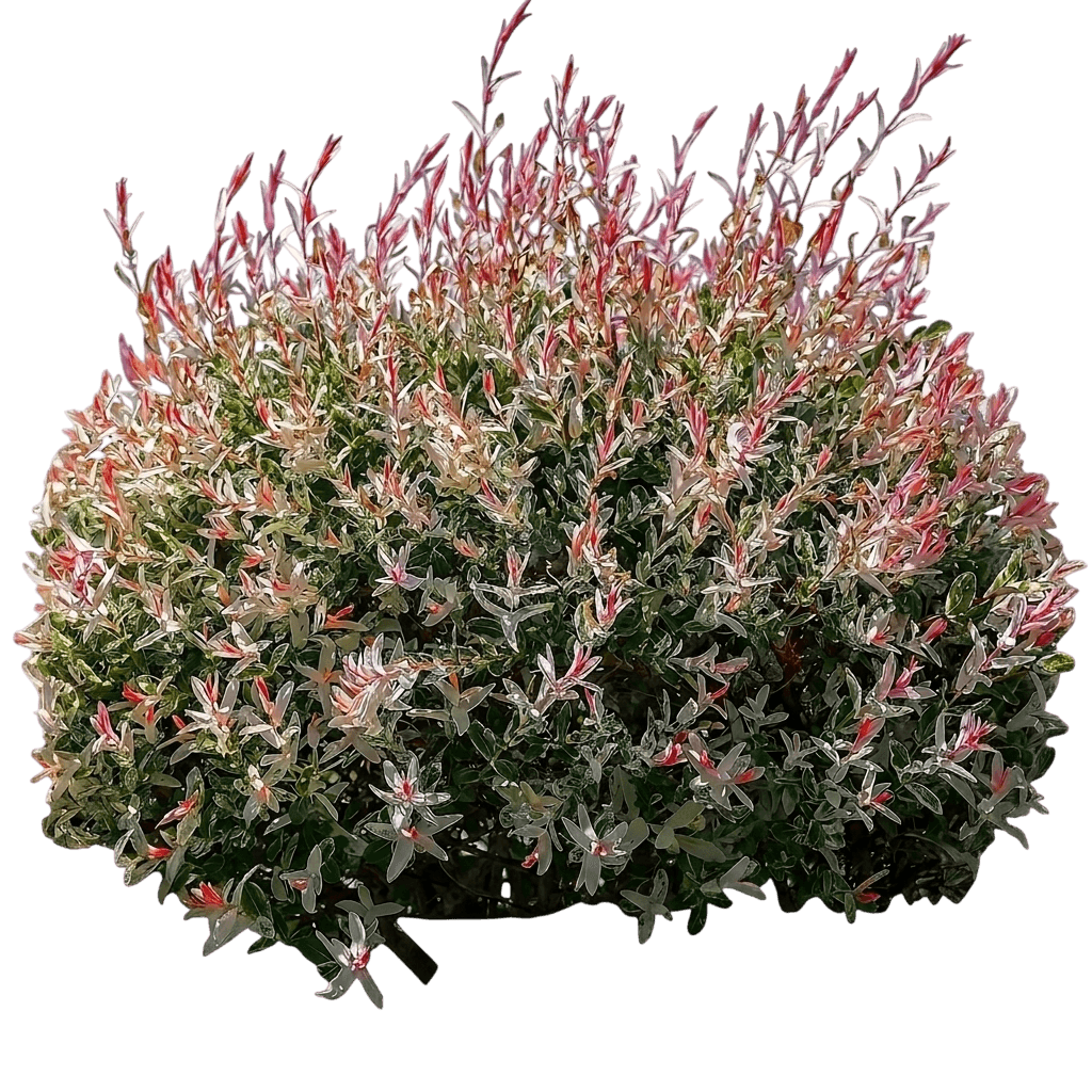 Flamingo dappled willow (Salix Integra 'Flamingo') - Ground-layer plants