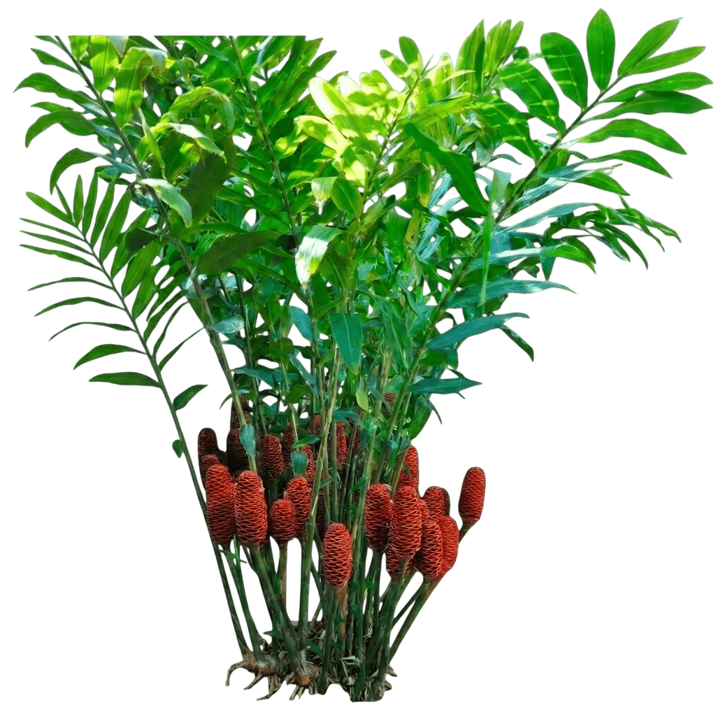 Beehive Ginger (Zingiber Spectabile) - Perennials