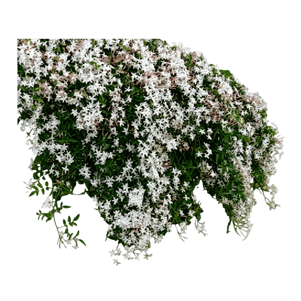 Coastal Jasmine (Jasminum Didymum) - Ground Layers