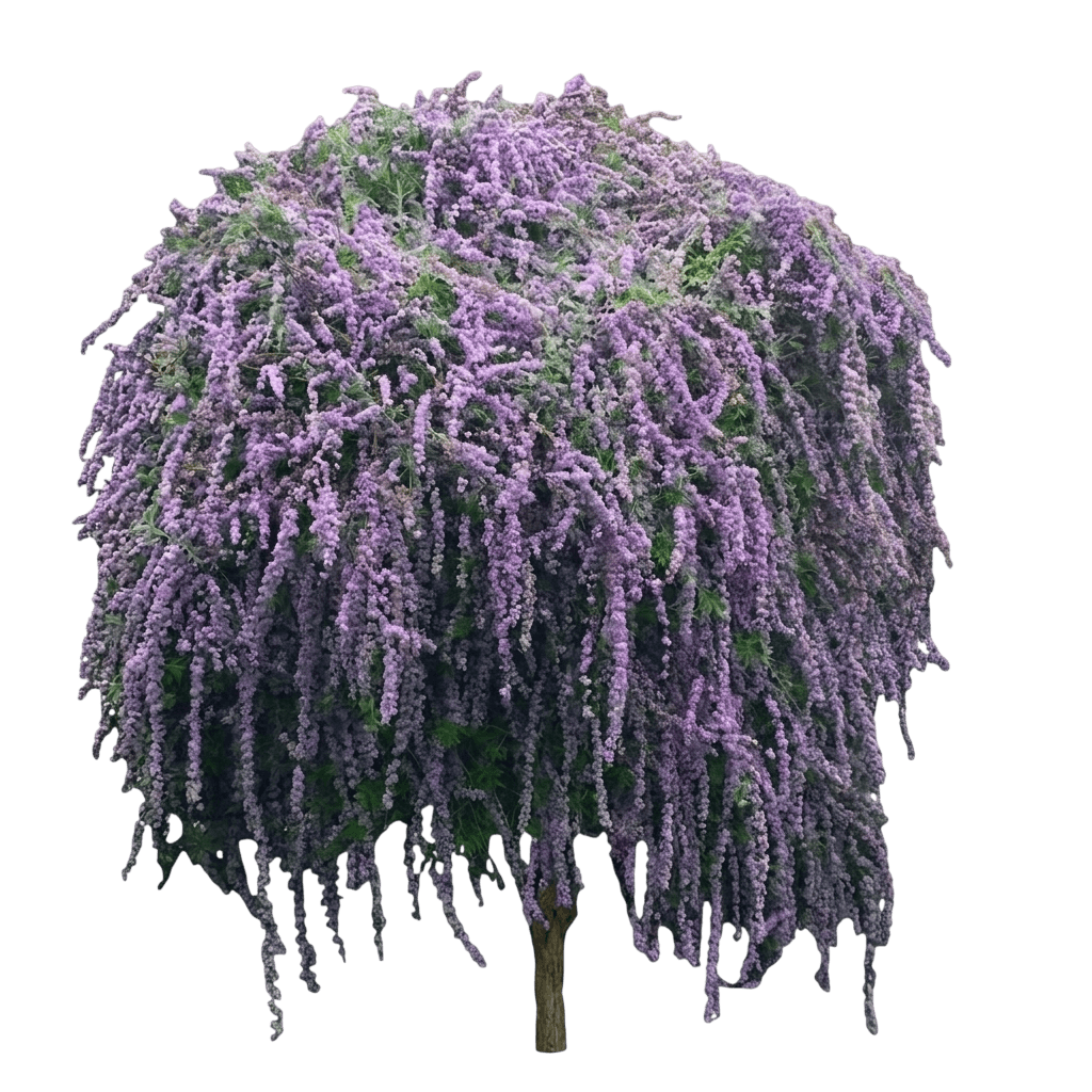 Mop Top® Fountain Butterfly Bush (Buddleia Alternifolia Var. Alternifolia 'Smnbab') - Shrubs