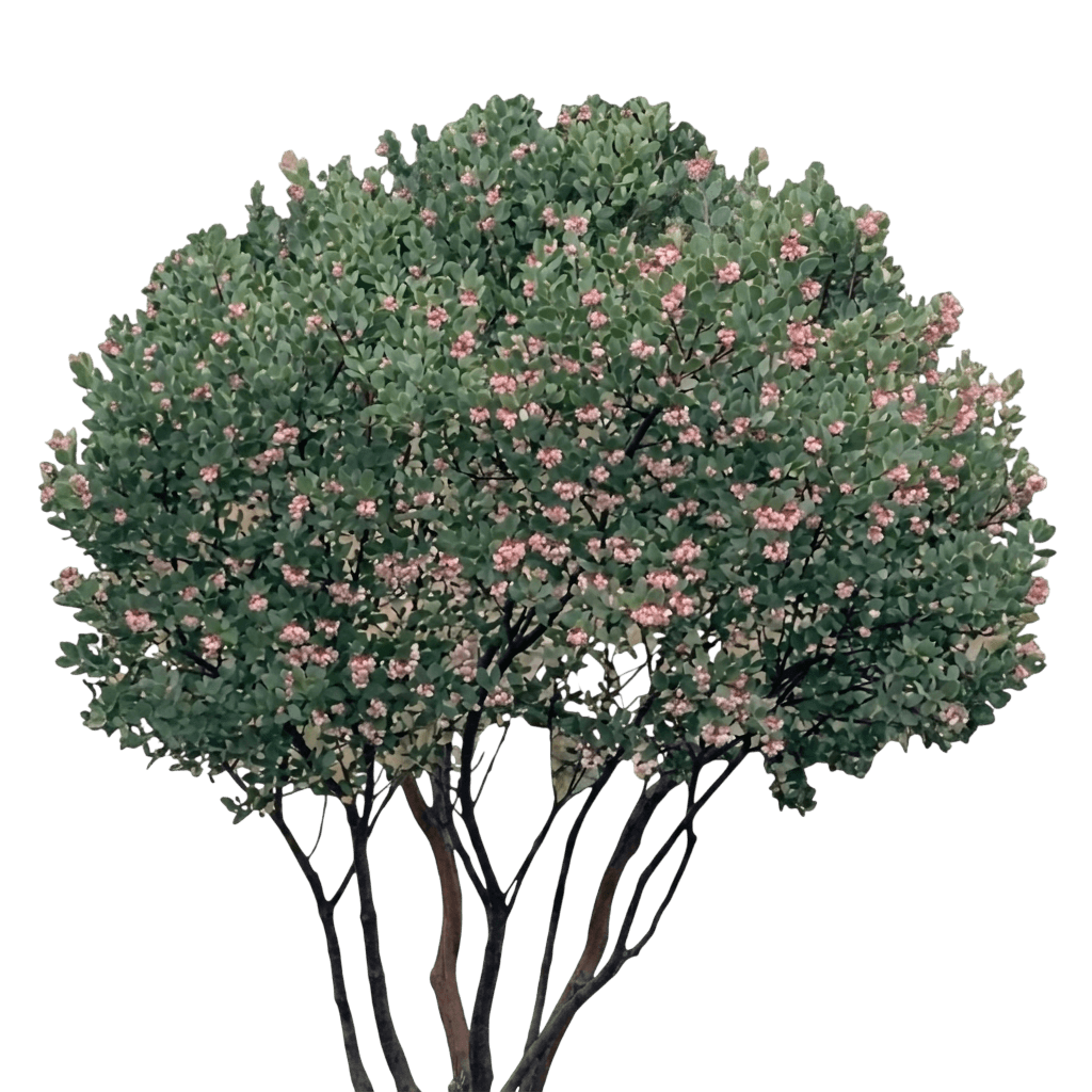 Louis Edmunds manzanita (Arctostaphylos Bakeri 'Louis Edmunds') - Shrubs