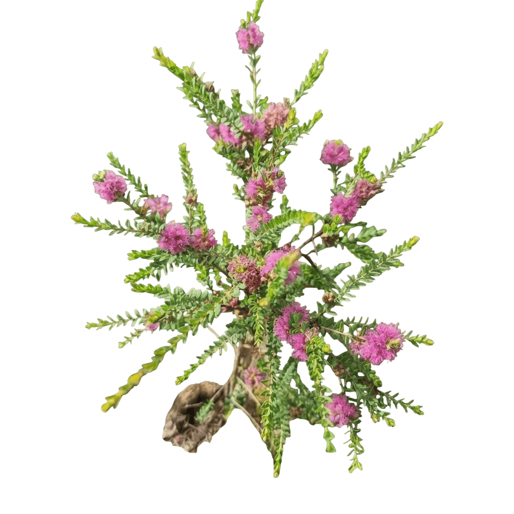 Cotton Candy (Melaleuca Thymifolia 'Cotton Candy') - Ground Layers