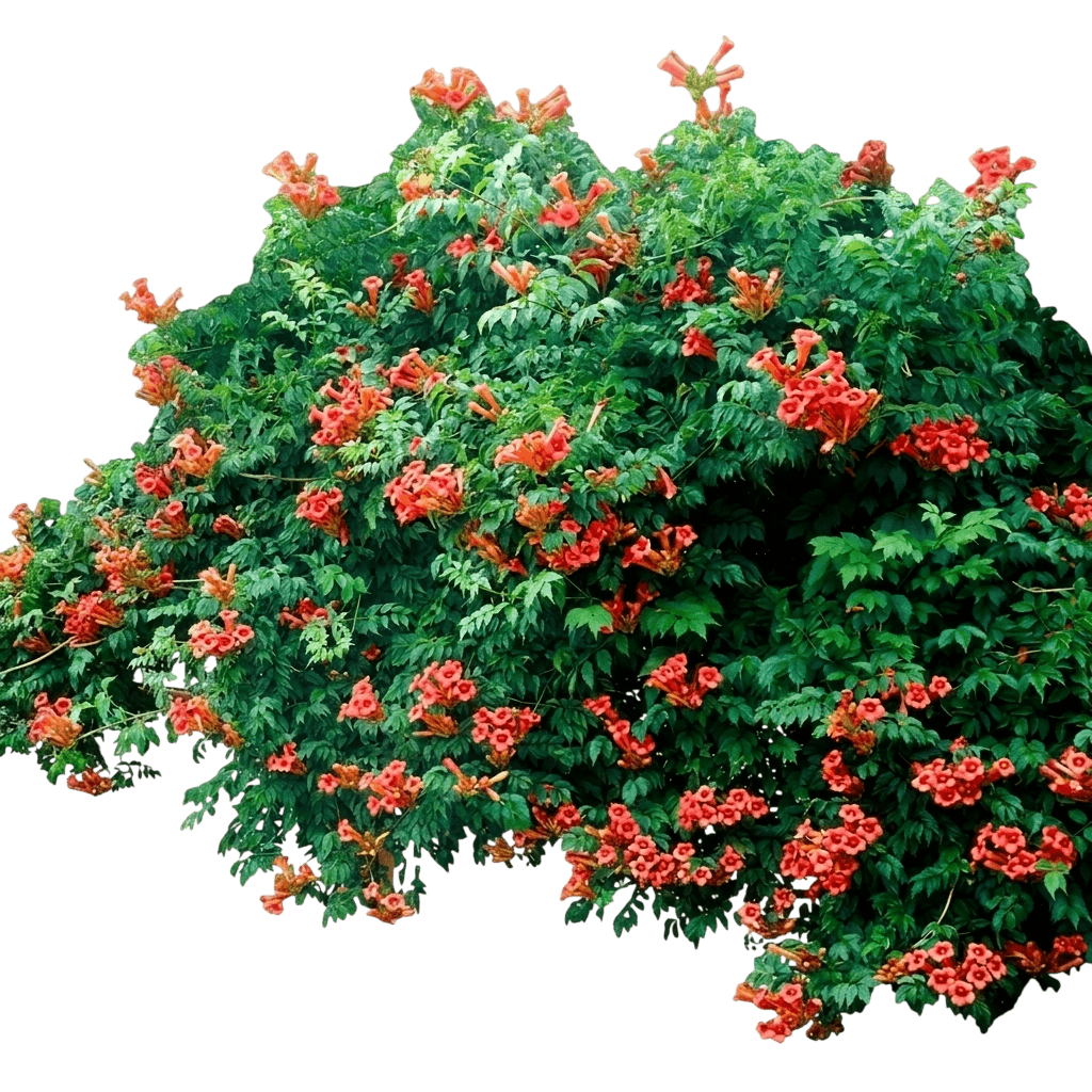 Trumpet Vine (Campsis Radicans 'Flamenco') - Perennials