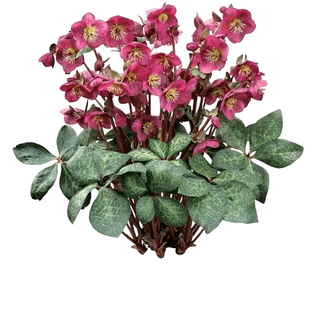 Lenten Rose Pp24720 (Helleborus Frostkiss Anna'S Red) - Perennials