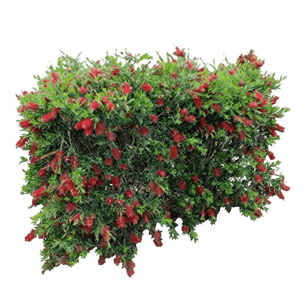 Cherry Time (Callistemon Bottlebrush 'Cherry Time') - Ground Layers