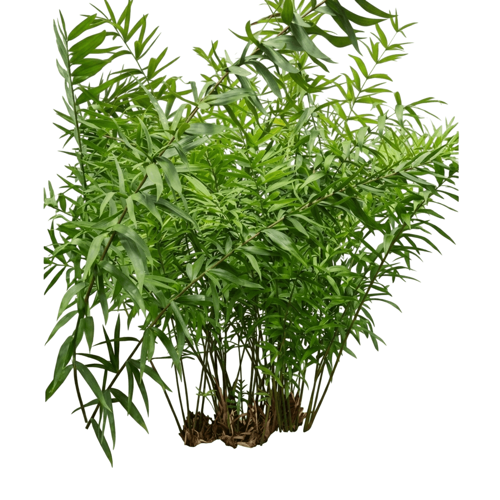 Bamboo Cycad (Ceratozamia Hildae) - Evergreen Trees