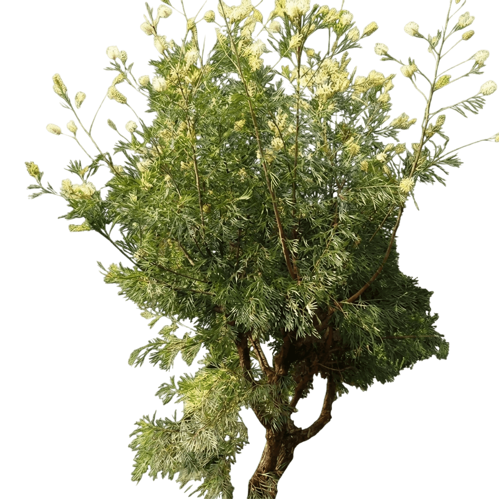 Caloundra Gem (Grevillea 'Caloundra Gem') - Ground Layers