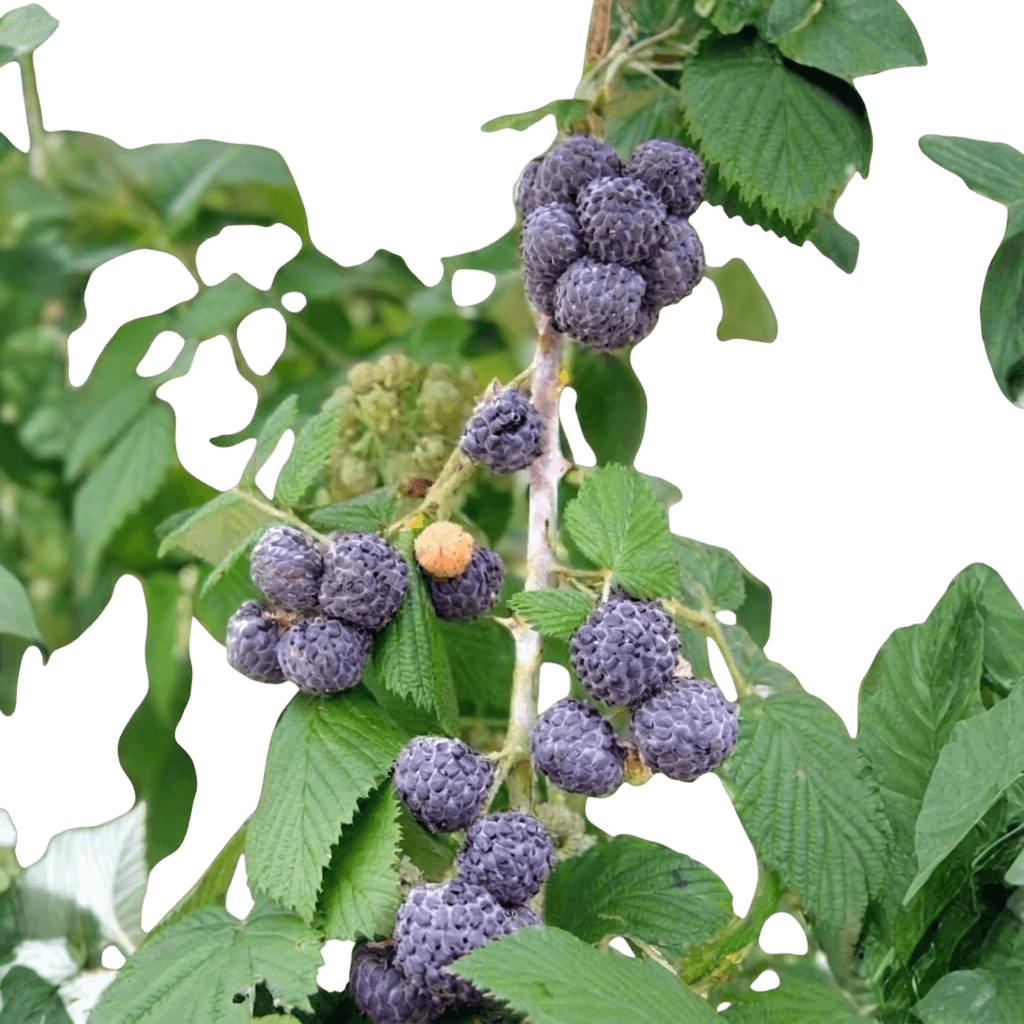 Prime Ark® 45 Blackberry Bush (Rubus Niveus Prime Ark 45 'Apf-45') - Ground Layers