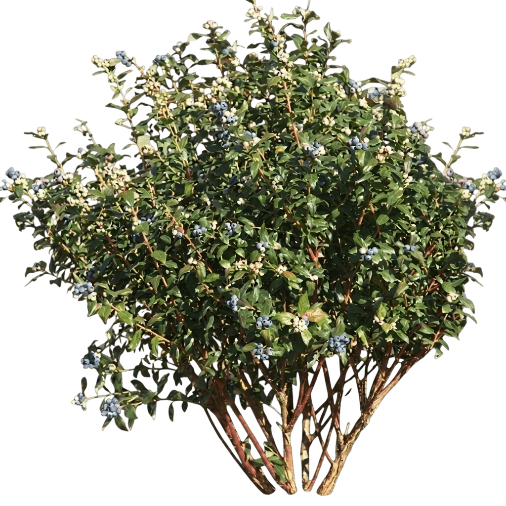 Perpetua® Blueberry Bush (Vaccinium X Var. X 'Orus-61-1') - Shrubs