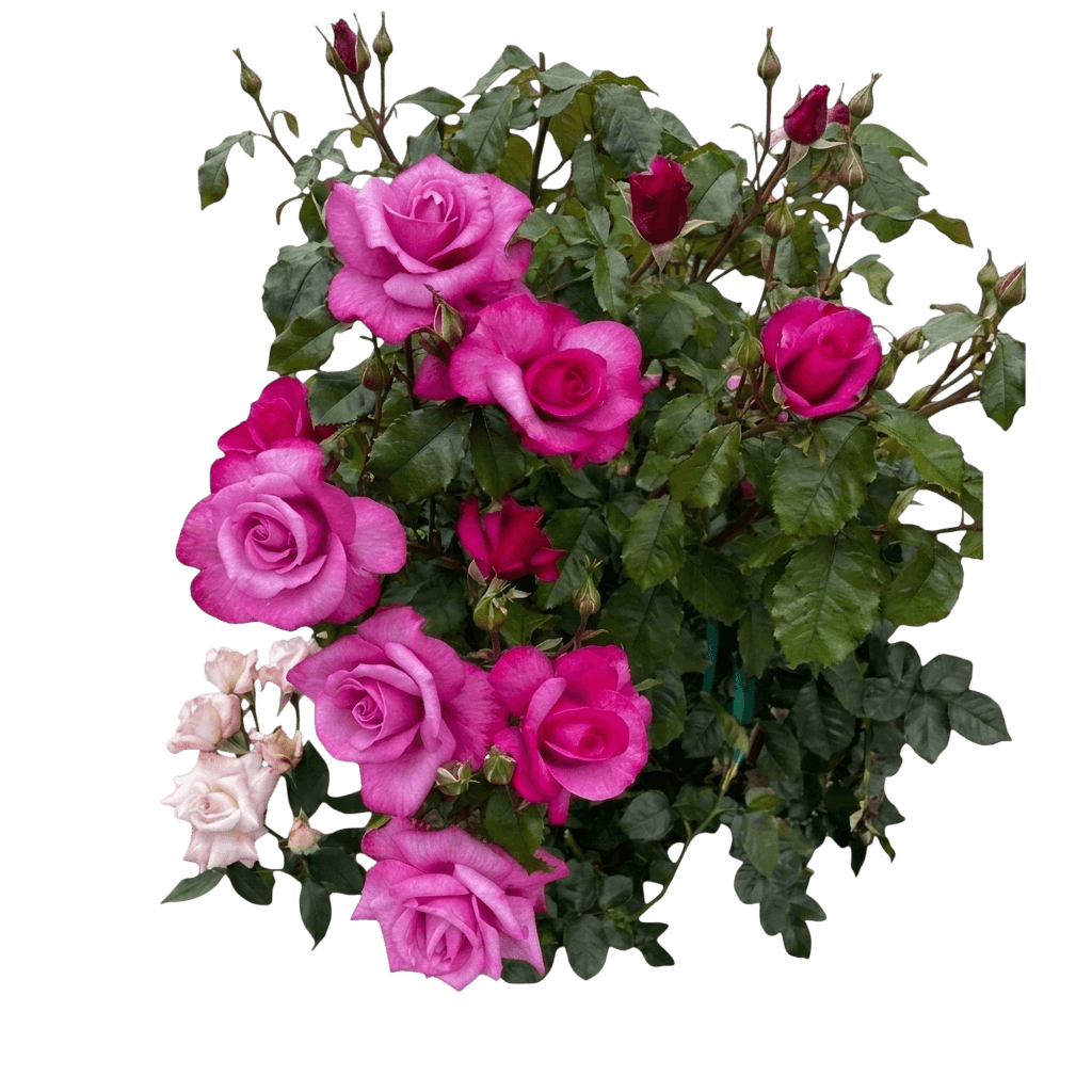 Barbra Streisand Hybrid Tea Rose (Rosa Var. Spp. 'Barbra Streisand') - Shrubs