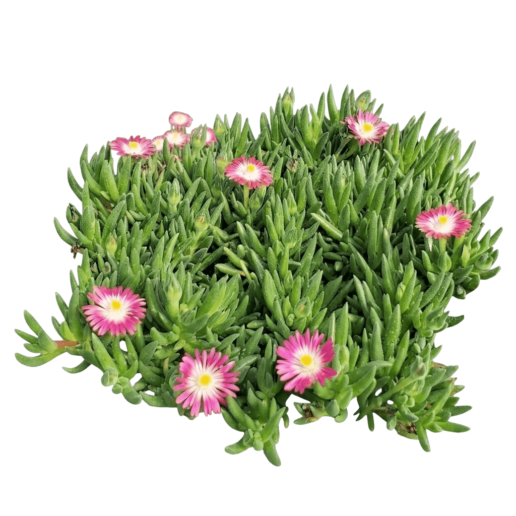 Jewel Of The Desert Series Ice Plant (Delosperma J.O.D. 'Ruby') - Succulents