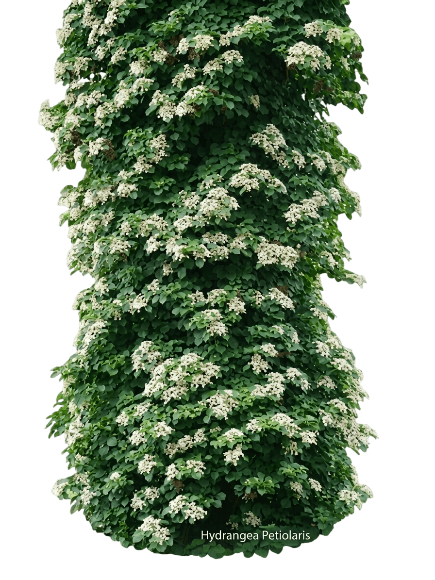 Climbing Hydrangea (Hydrangea Petiolaris) - Perennials