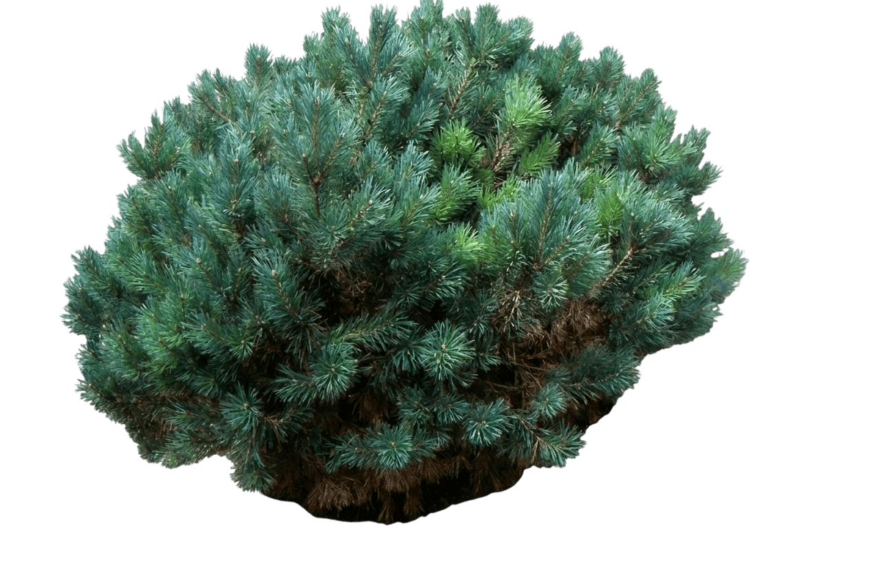 Pine, Dwarf Austrian (Pinus Nigra ‘Nana’) - Evergreen Trees
