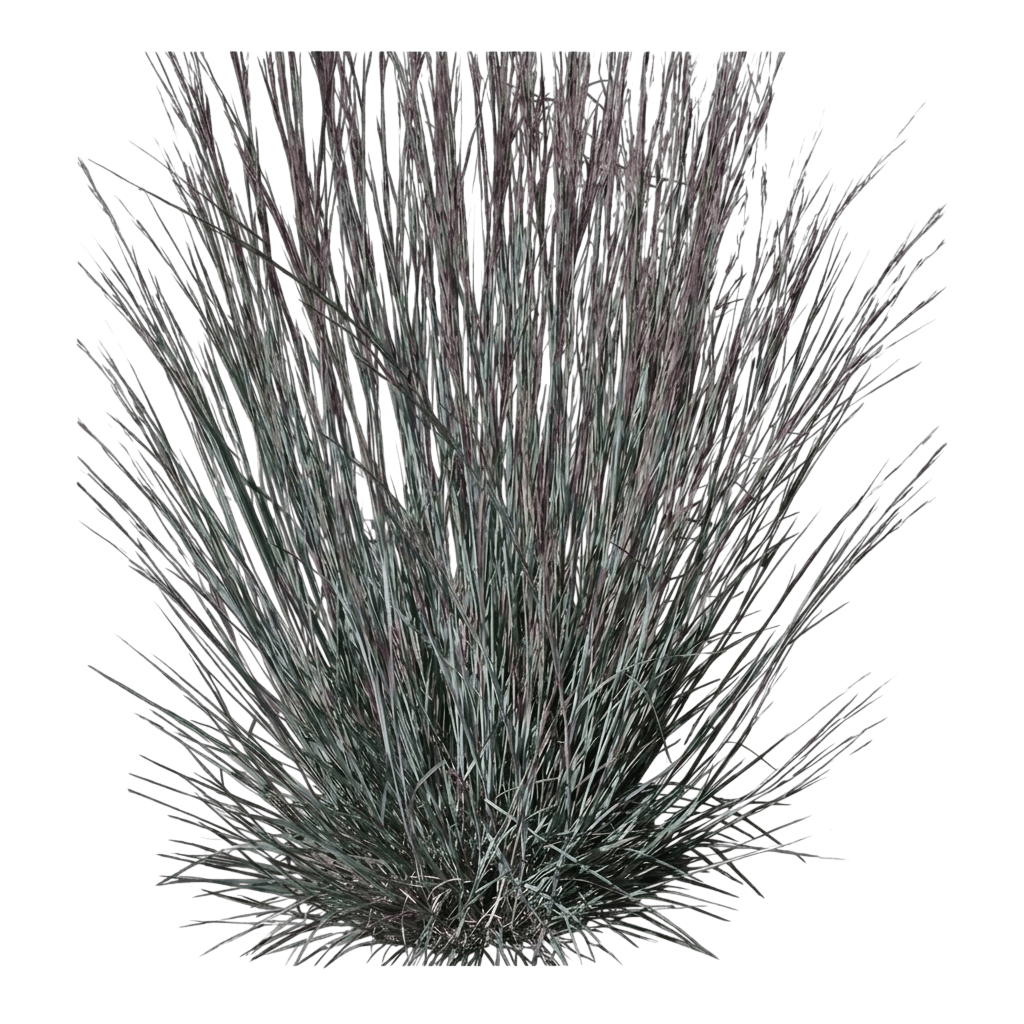 Little Bluestem 'Minnbluea' Blue Heaven™ (Schizachyrium Scoparium Pp 17310 'Minnbluea') - Grasses