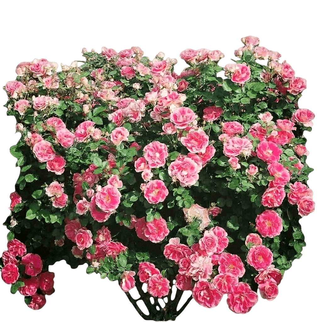 rose, carefree wonder® shrub (Rosa X 'Meipitac') - Ground-layer plants