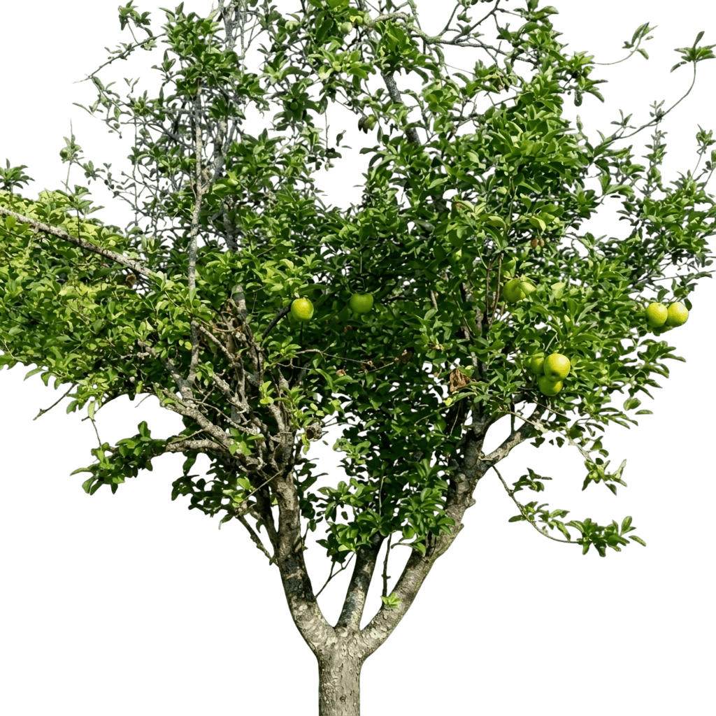 Apple, Granny Smith *Call For Availability* (Malus X Domestica 'Granny Smith') - Fruit Trees
