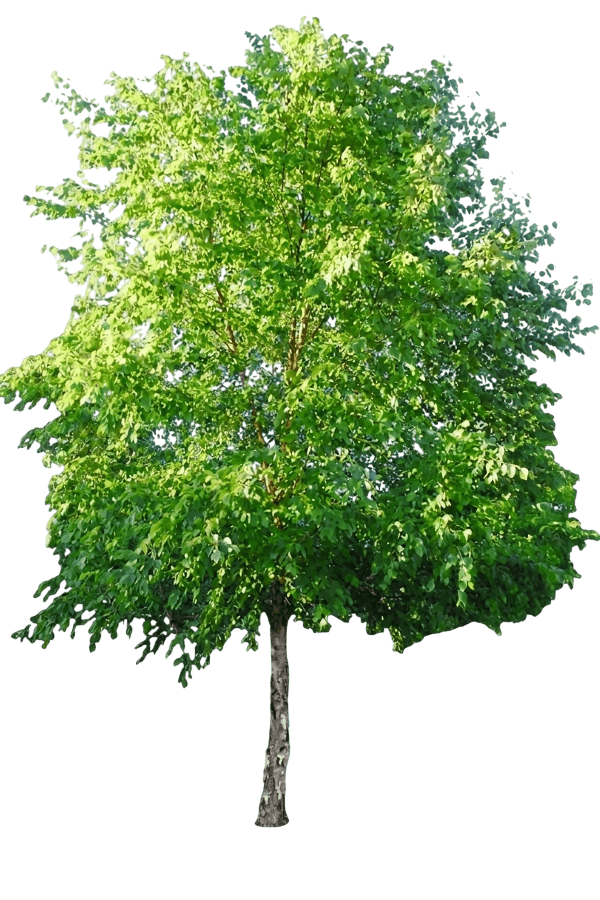 Shiloh Splash River Birch Tree (Betula Nigra Var. Nigra 'Shiloh Splash') - Shade trees