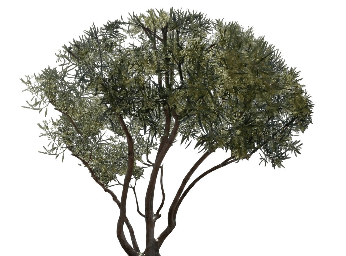 Palo blanco (Ornithostaphylos Oppositifolia) - Shrubs