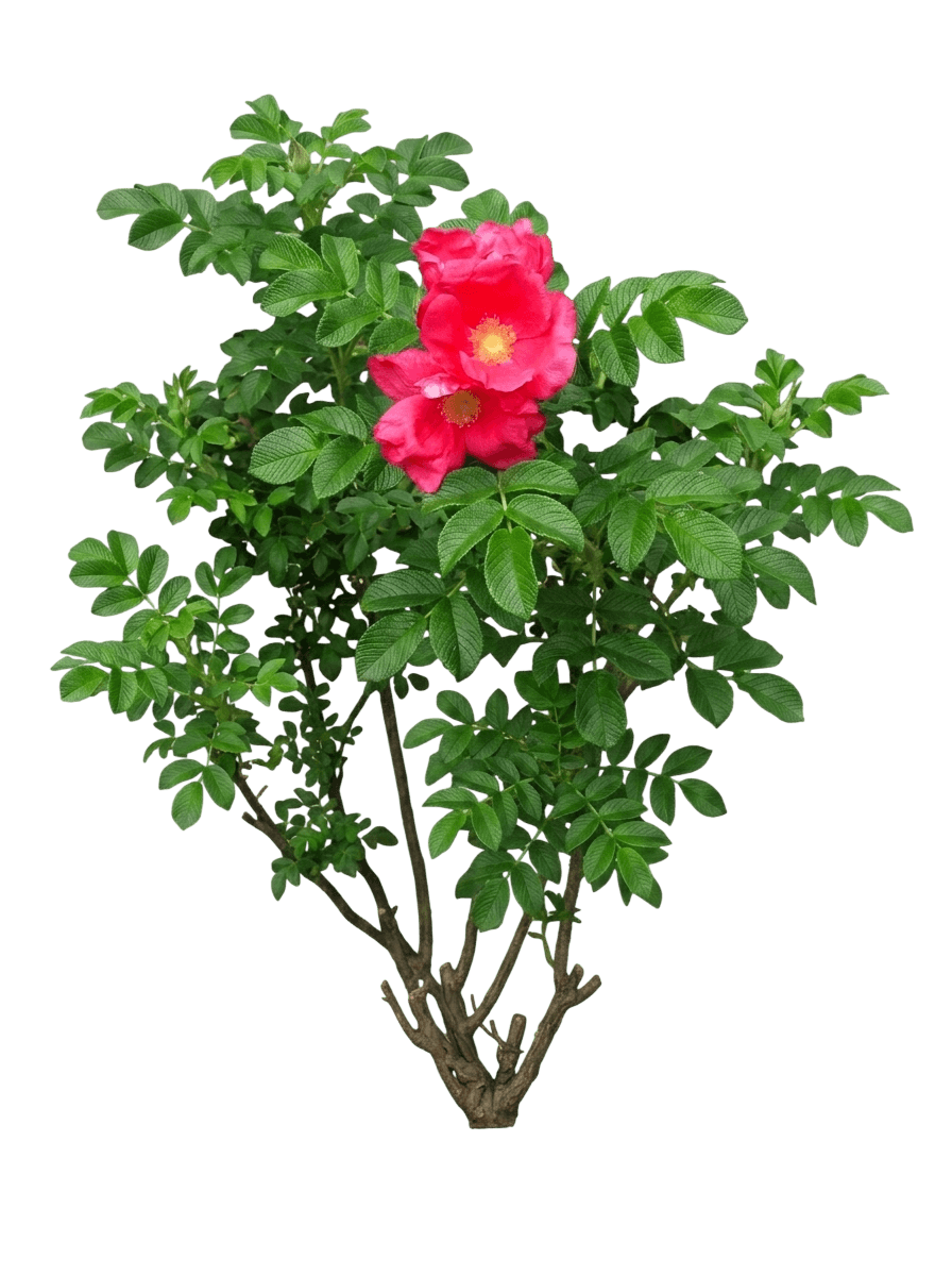 Screaming Neon Red Shrub Rose (Rosa 'Baineon') - Ground Layers