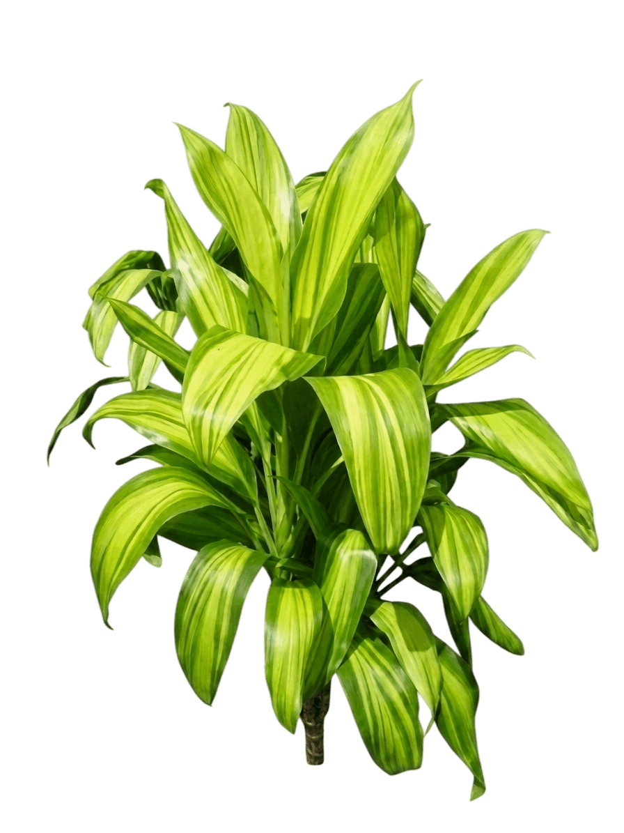 Brandy Lime (Cordyline 'Brandy Lime') - Ground Layers