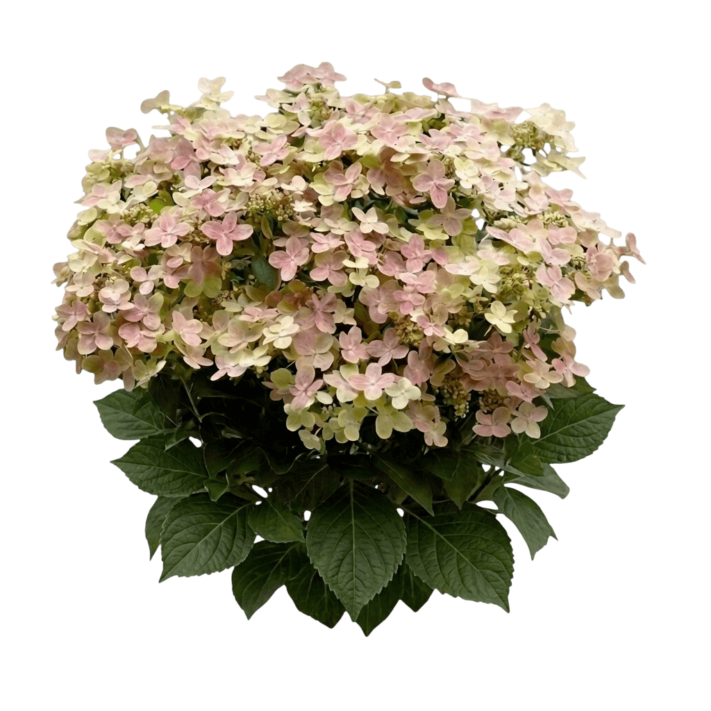 Early Evolution® Panicle Hydrangea (Hydrangea Paniculata Pp30,983 Var. Paniculata 'Aj14') - Shrubs