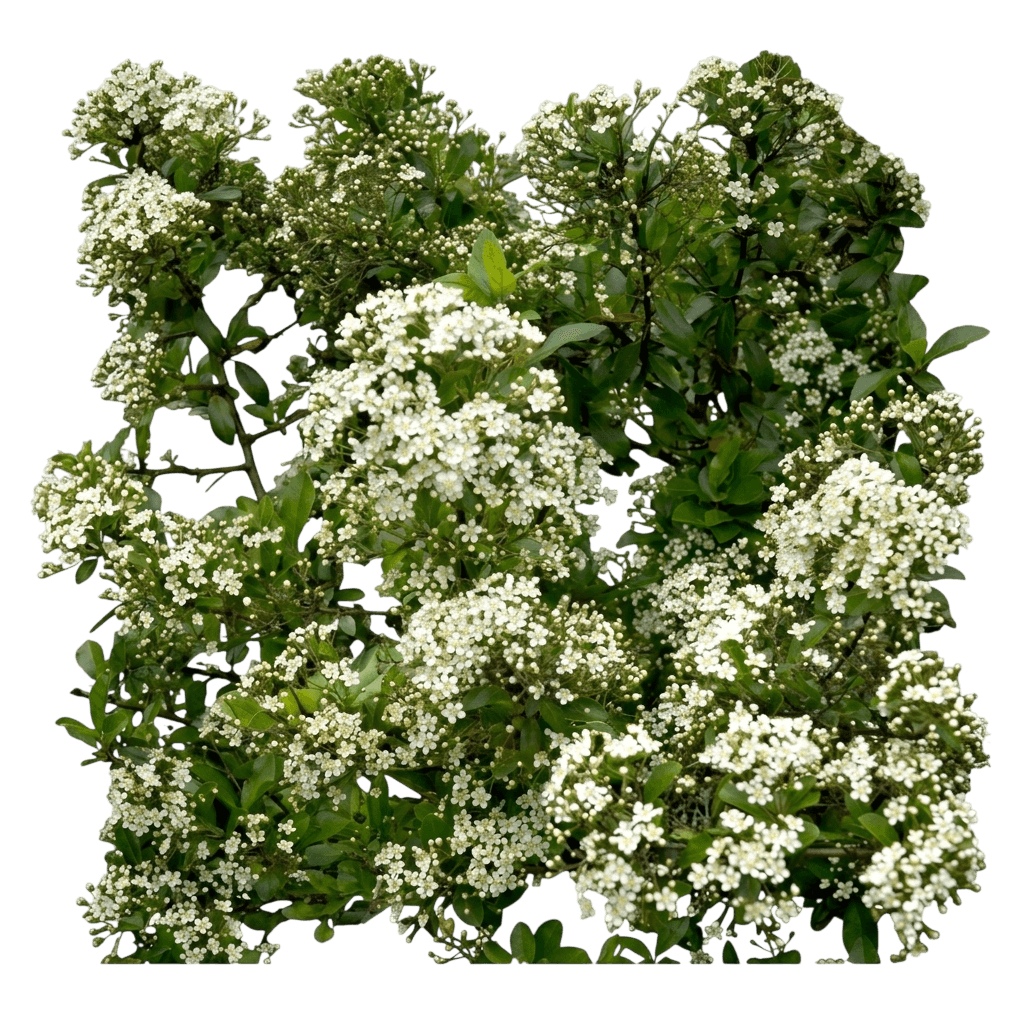 Pyracantha, Yukon Belle® (Pyracantha Angustifolia 'Monon') - Ground Layers