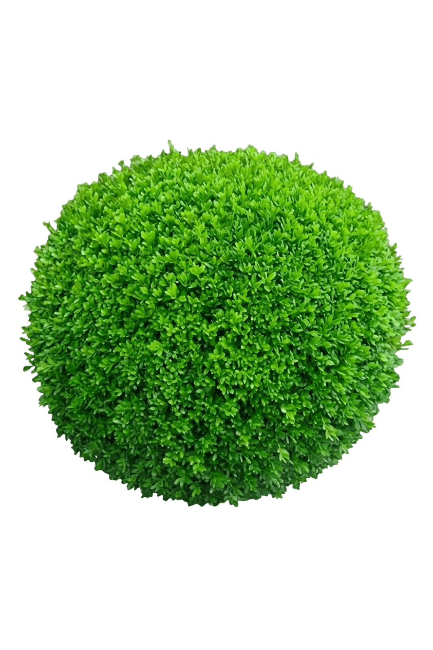 Franklin's Gem littleleaf boxwood (Buxus Microphylla 'Franklin'S Gem') - Ground-layer plants