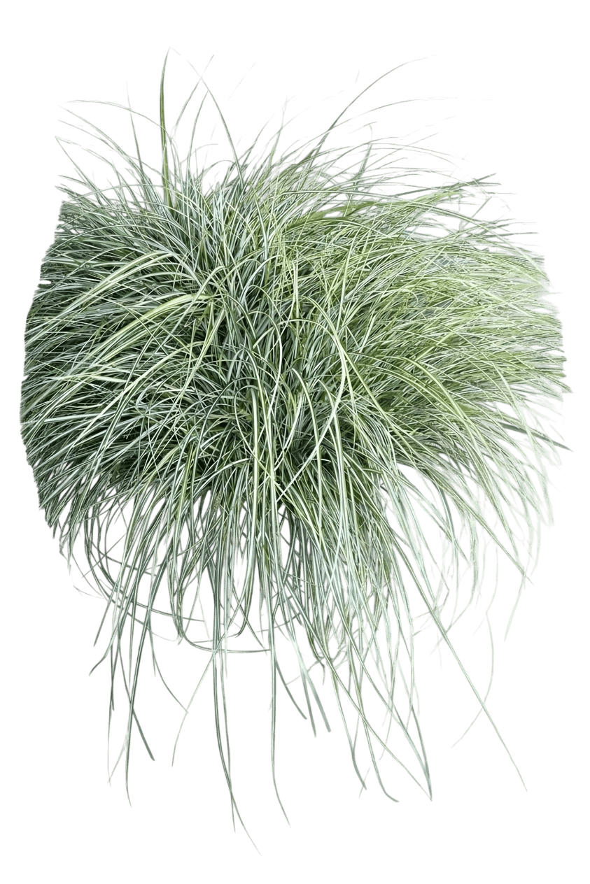 EverColor® Everest™ Variegated Sedge Grass (Carex Oshimensis Var. Oshimensis 'Carfit01') - Grasses
