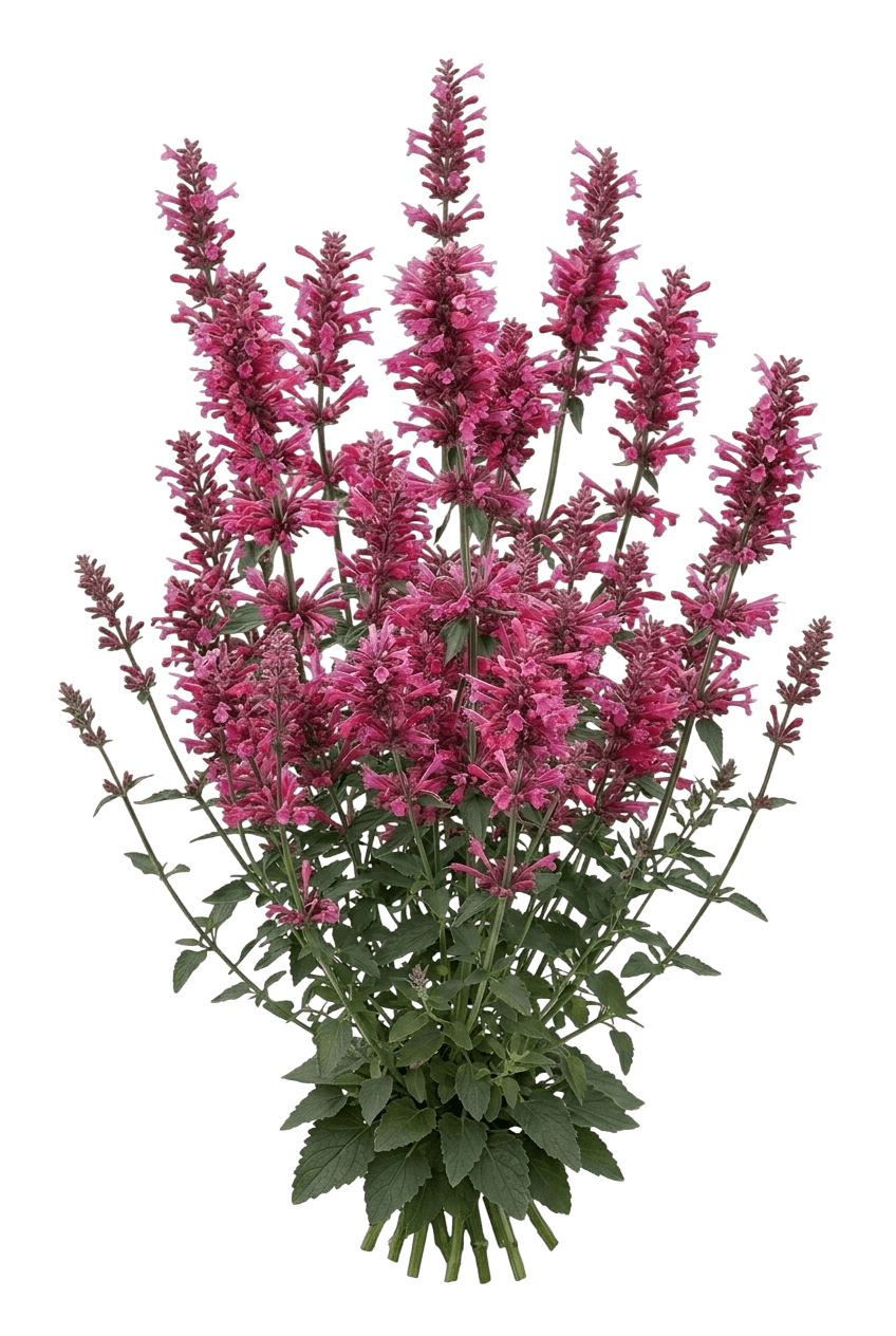 Morello Hummingbird Mint (Agastache 'Morello') - Perennials