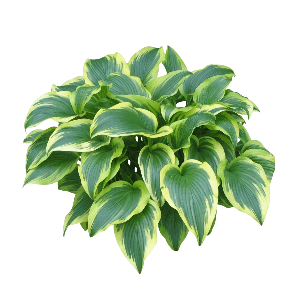 Aureo-Marginata Hosta (Hosta Montana 'Aureo-Marginata') - Perennials