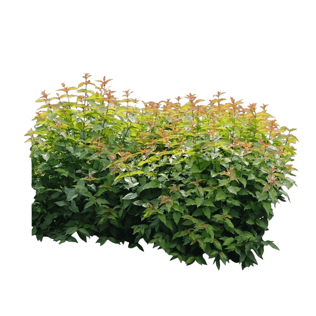 Kodiak® Red Bush Honeysuckle (Diervilla X Var. X 'G2X885411') - Shrubs