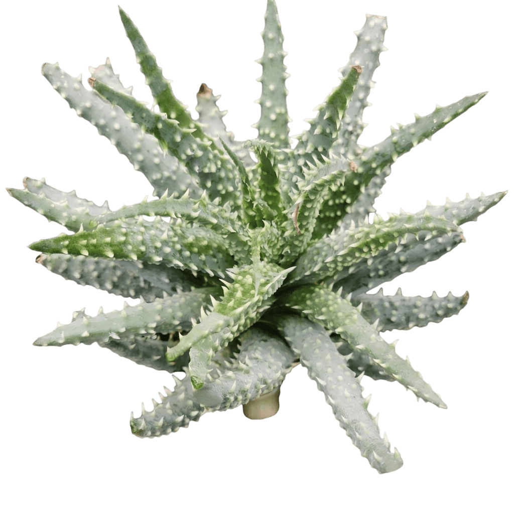 Solar Flare Aloe (Aloe × Humilis 'Bagco01') - Succulents