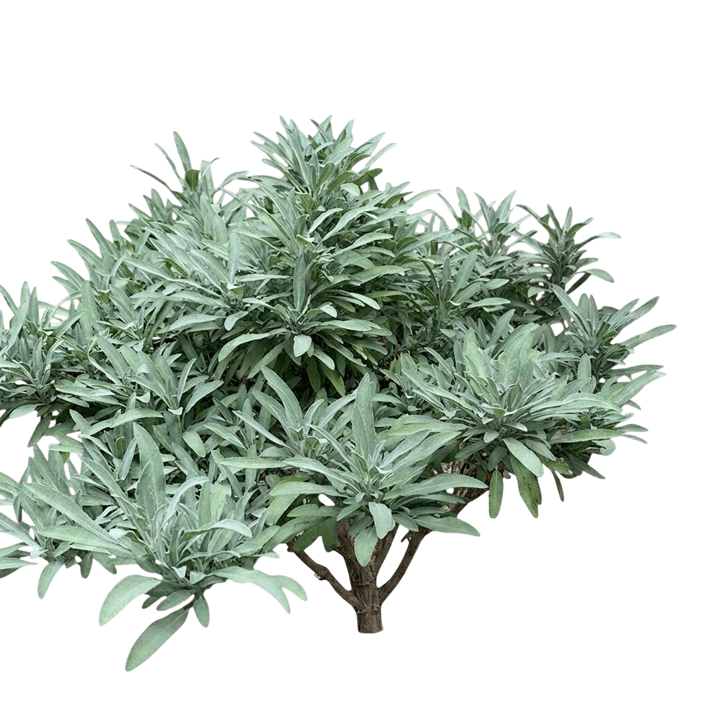 Silver Scent Sage (Salvia Officinalis 'Silver Scent') - Perennials