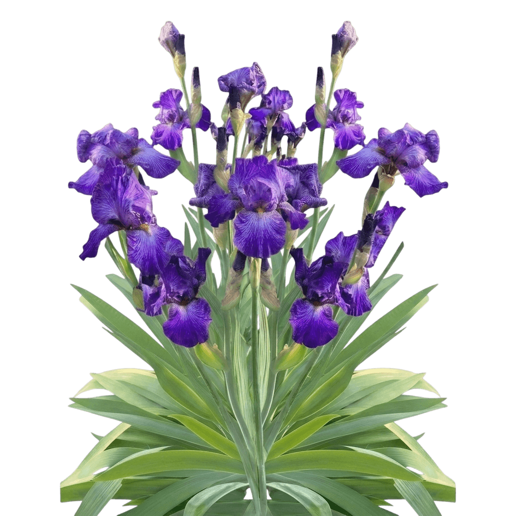 His Royal Highness Tall Bearded Iris (Iris Germanica Var. Germanica 'His Royal Highness') - Perennials