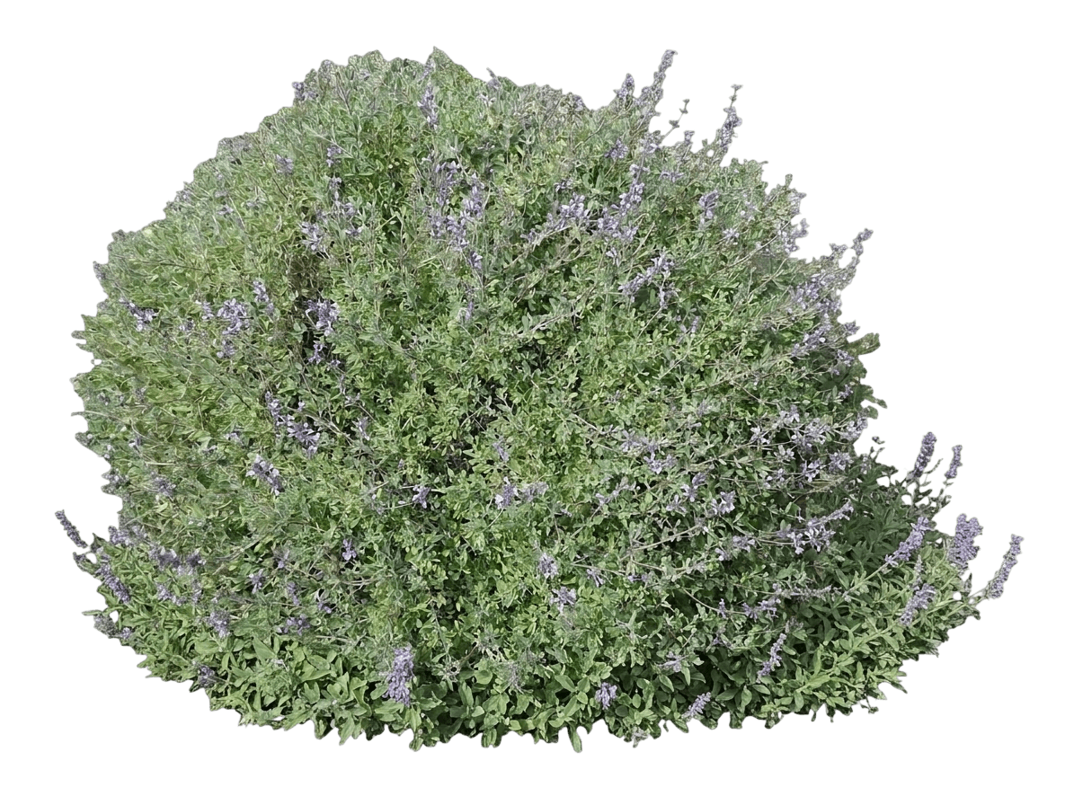 San Miguel Mountain sage (Salvia Munzii) - Shrubs