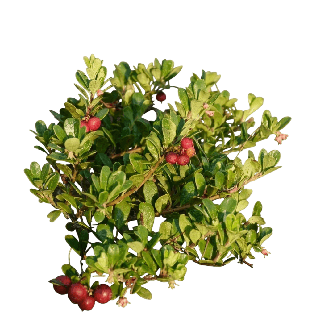 Red-Fruited Bearberry (Arctostaphylous Rubra) - Ground Layers