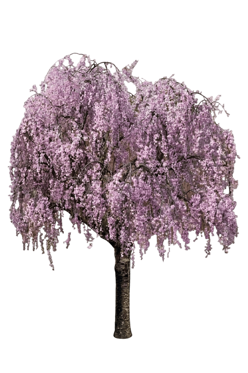 Weeping Higan Flowering Cherry (Prunus Subhirtella Var. Subhirtella 'Pendula') - Flowering Trees
