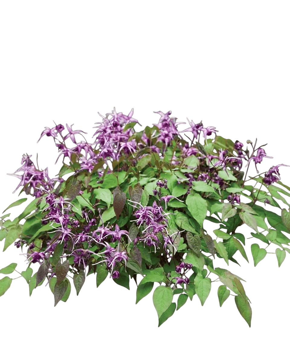 Songbirds Barrenwort (Epimedium 'Songbirds') - Perennials